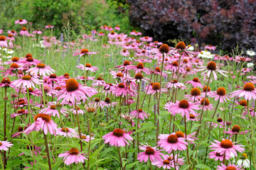 Echinacea 'Pink Parasol' and Echinacea pallida 'pale purple' in flower