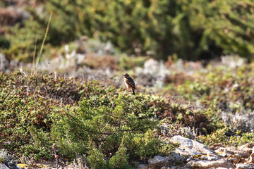 Small bird on a branch