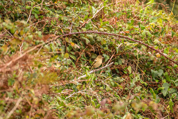 Small bird on a branch