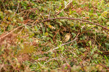 Small bird on a branch