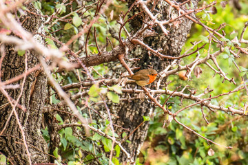 Beautiful bird in nature European Robin.