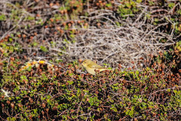 Small bird on a branch