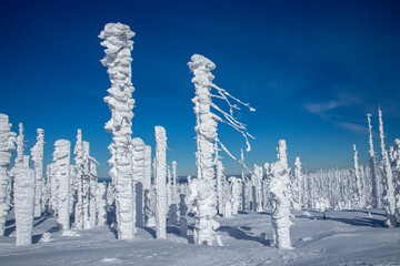 Snowy wonderland in Sumava national park