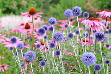 Blue Echinops globe thistle, Echinacea 'Pink Parasol' and Echinacea pallida 'pale purple' in flower