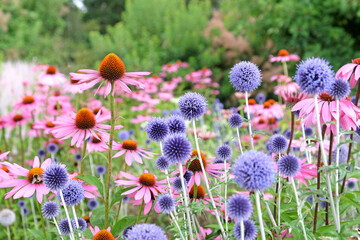 Blue Echinops globe thistle, Echinacea 'Pink Parasol' and Echinacea pallida 'pale purple' in flower