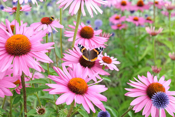 Fototapeta premium Red admiral butterfly resting on Echinacea 'Pink Parasol' and Echinacea pallida 'pale purple' in flower