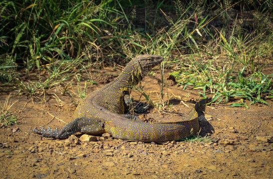 Legwan or Iguana