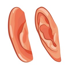 Ear rear and front view. Ear human. Vector illustration isolated on white background.