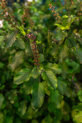 Holly Bazylia, azjatyckie zioło w ogrodzie