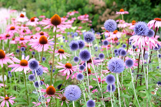 Blue Echinops globe thistle, Echinacea 'Pink Parasol' and Echinacea pallida 'pale purple' in flower