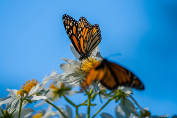 Monarch Butterfly Feeding on Flower