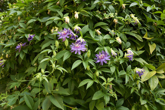 Passiflora incarnata 