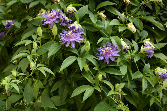 Passiflora incarnata 