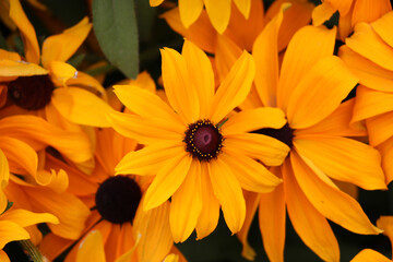 Pacific Calendula in the Butchart Garden