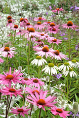 Obraz premium Echinacea 'Pink Parasol' and Echinacea pallida 'pale purple' in flower