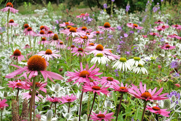 Echinacea 'Pink Parasol' and Echinacea pallida 'pale purple' in flower