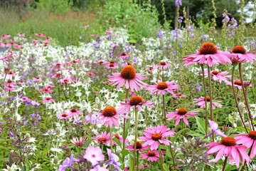 Echinacea 'Pink Parasol' and Echinacea pallida 'pale purple' in flower