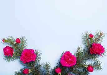 Christmas pine branches and red roses, background