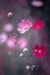 Fototapeta na wymiar Różowe kwiaty w ogrodzie, kosmos onętek 