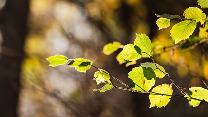 Yellow autumn leaves on a tree illuminated with sunlight