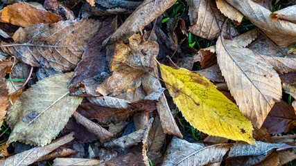Fallen Autumn leaves on the ground
