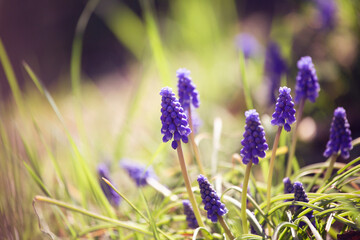 Natural background. Beautiful blue flowers