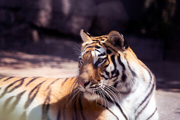 Portrait of a beautiful resting tiger