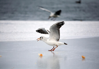 A beautiful seagull stands on ice and eats bread