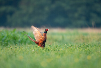 Fototapeta premium Wild pheasant, standing in a field with it's wings spread out