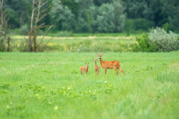 Naklejka na ściany i meble Female roe deer with two cubs standing in a field