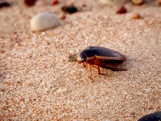 A focus on a beetle on the sand