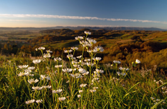 Close up of daisy flowers and beautiful landscape in the background