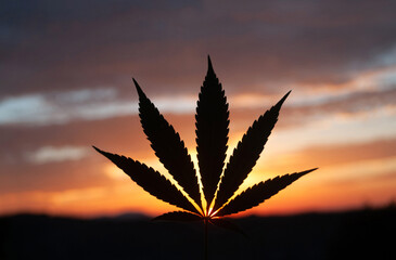 Silhouette of cannabis leaf, backlit by early morning sun