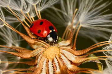 Fototapeta premium Extreme macro shots, Beautiful ladybug on flower leaf defocused background.