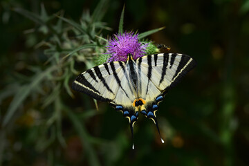 Macro shots, Beautiful nature scene. Closeup beautiful butterfly sitting on the flower in a summer garden.