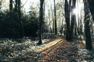 Forest during fall 