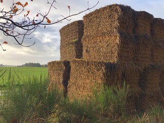 stack of hay bales in the field