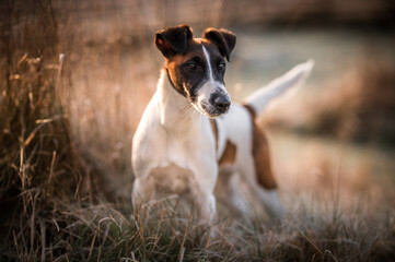 small dog, brown and white fox terrier - obrazy, fototapety, plakaty