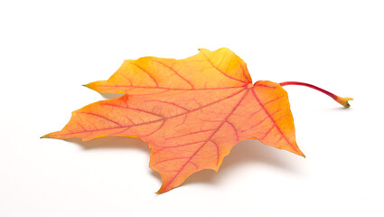 Single autumn maple leaf on white background with shadows, clipping path  for isolation without shadows on white