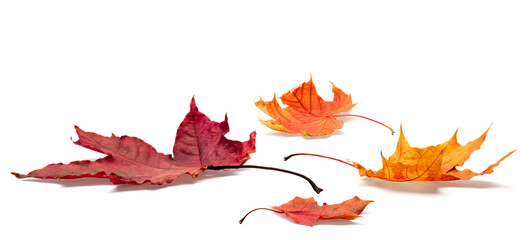autumn leaves on white background. with shadows, clipping path  for isolation without shadows on white