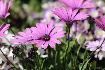 Obraz premium cosmos flower in the garden