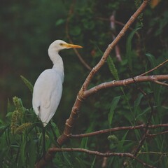 egret