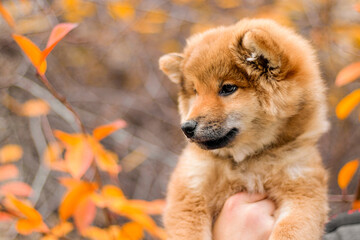 Pet portrait of Shiba Inu breed. Shiba inu samurai puppy. Cute red puppy. Bright puppy in hands on an autumn background. Fluffy shiba inu puppy. Bright dog photography. 