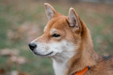 Japanese Shiba Inu dog.  Shiba inu pets. Shiba inu portrait. A bright and cute Shiba Inu girl looks...