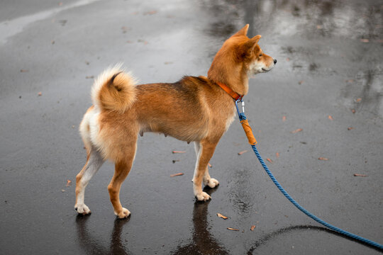 Pet portrait of Shiba Inu breed. Japanese dog. Shiba Inu lost weight after giving birth. Skinny dog. Autumn photo of a dog. Bright dog photo. Shiba Inu looks into the distance