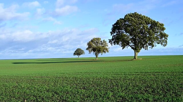 Three lonely trees in a green field. Trees on green field and against blue sky. Northern Germany.