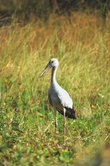 stork in the grass