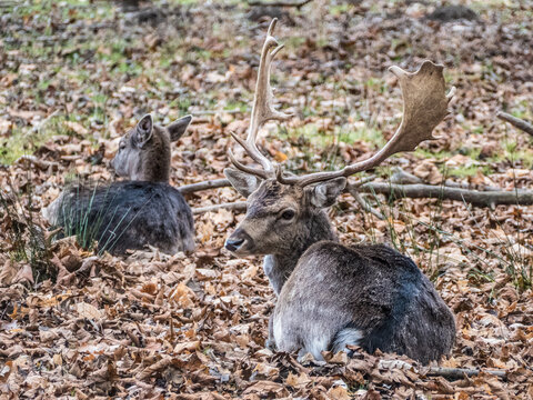 fallow deer in a reservation