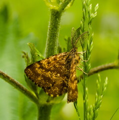 Moth on a blade of grass. common heath (Ematurga atomaria).