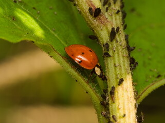 The seven-spot ladybird (Coccinella septempunctata) ladybug eating aphids